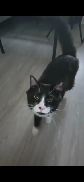 chat lost   37550 Saint-Avertin Ymir