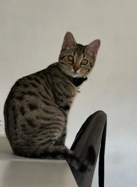 chat lost   37300 Joué-lès-Tours Youki
