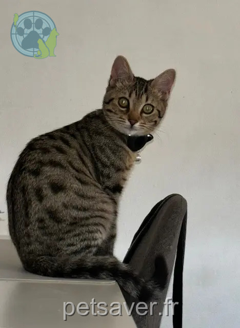 gato perdido 37300 Joué-lès-Tours Youki gato lost 37300 Joué-lès-Tours Youki