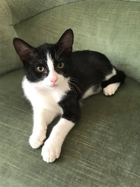 chat lost   37210 Rochecorbon Zephyr