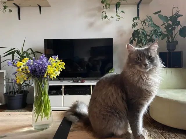 chat lost   37700 Saint-Pierre-des-Corps Ziggy