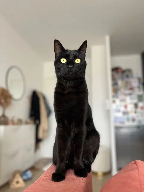 chat lost   37270 Montlouis-sur-Loire Zorro