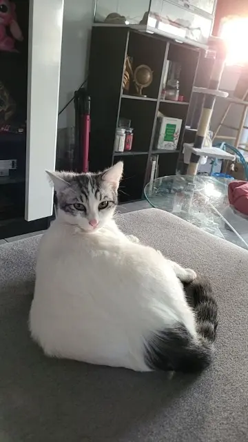 chat lost   37140 Chouzé-sur-Loire Zuko