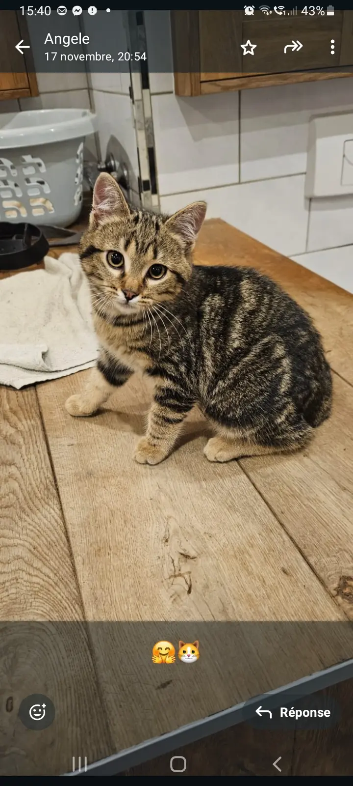 Chat Perdu 38 Isère Chat Perdu 38 Isère