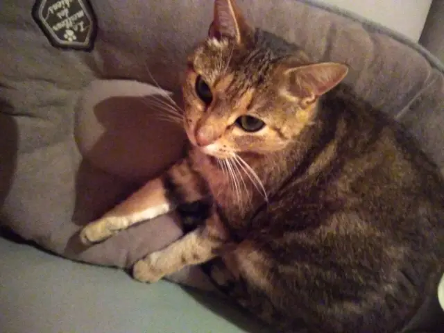 chat lost   38500 Saint-Nicolas-de-Macherin Acid