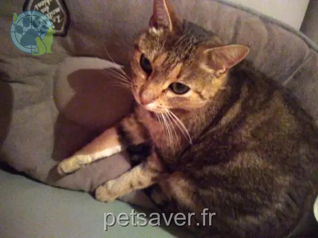 chat perdu 38500 Saint-Nicolas-de-Macherin Acid chat lost 38500 Saint-Nicolas-de-Macherin Acid