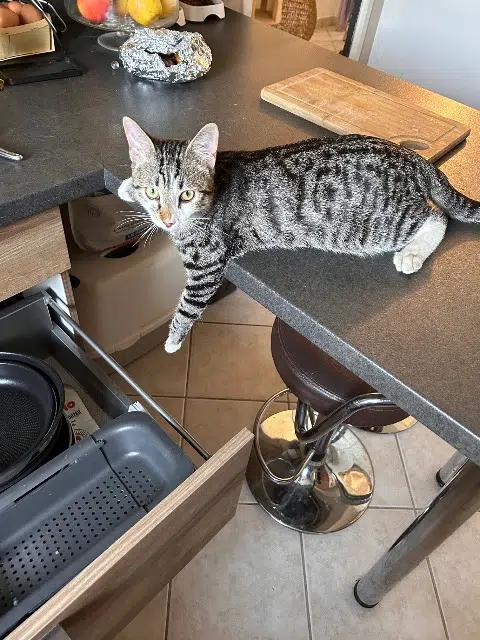 chat perdu 38440 Moidieu-Détourbe Albus chat lost 38440 Moidieu-Détourbe Albus