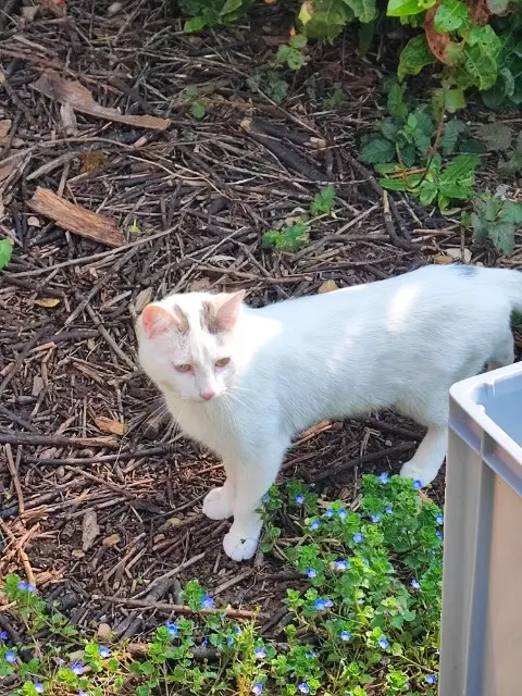 chat lost   38510 Arandon-Passins Snow