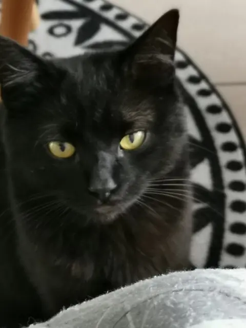 chat lost   38510 Arandon-Passins Yoda
