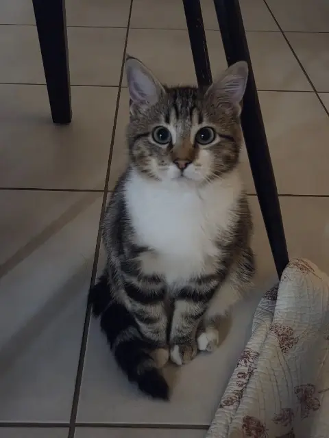 chat lost   38150 Salaise-sur-Sanne Aslan