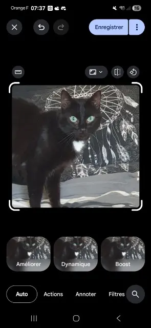 chat lost   38510 Morestel Baguy