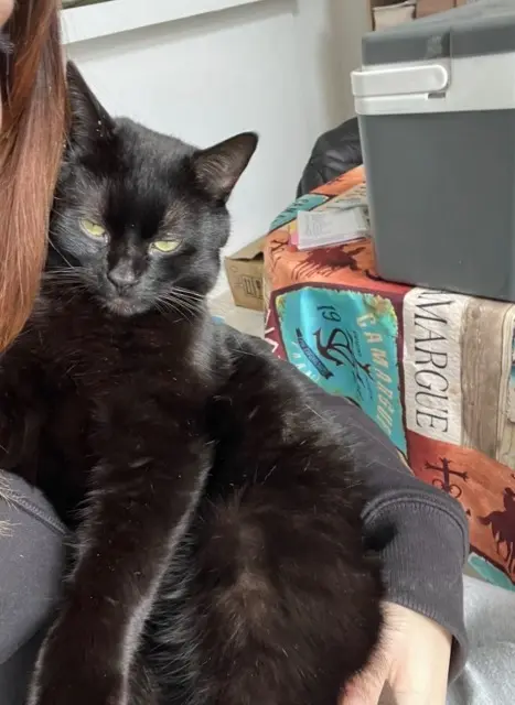 chat lost   38210 Tullins Baloo