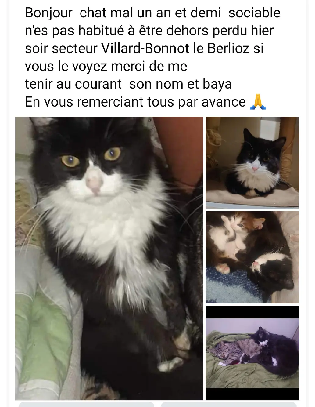 Chat Perdu 38 Isère - Baya Chat Perdu 38 Isère - Baya