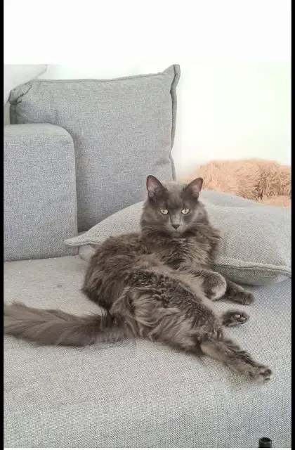 chat lost   38160 Izeron Berlioz