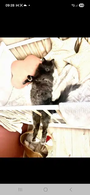 chat lost   38160 Izeron Berlioz