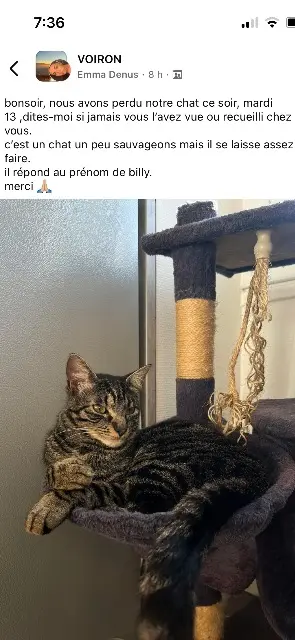 chat lost   38500 Voiron Billy
