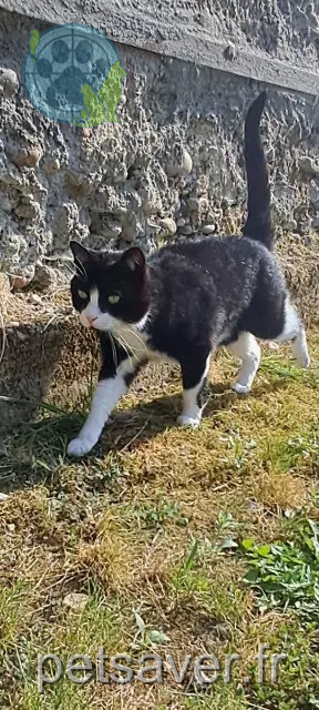cat lost 38122 Montseveroux Birdy cat lost 38122 Montseveroux Birdy