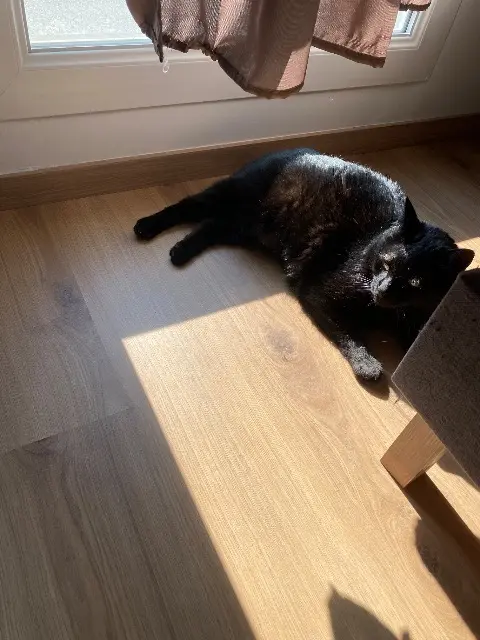 chat lost   38590 Saint-Étienne-de-Saint-Geoirs Bob