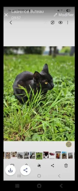 chat lost   38330 Saint-Ismier Bonny