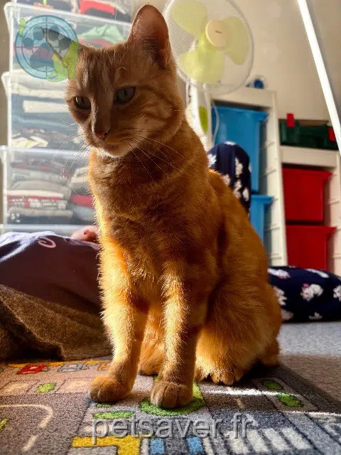 chat lost   38090 Villefontaine Boubou