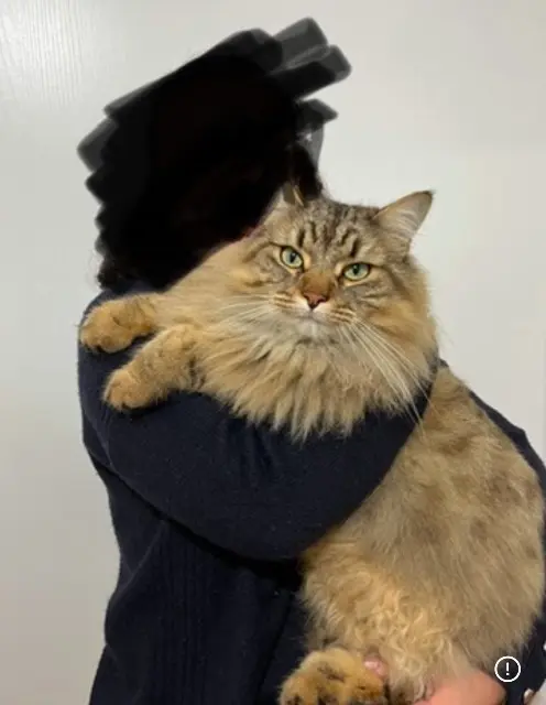 chat lost   38500 Coublevie Boulemnakher