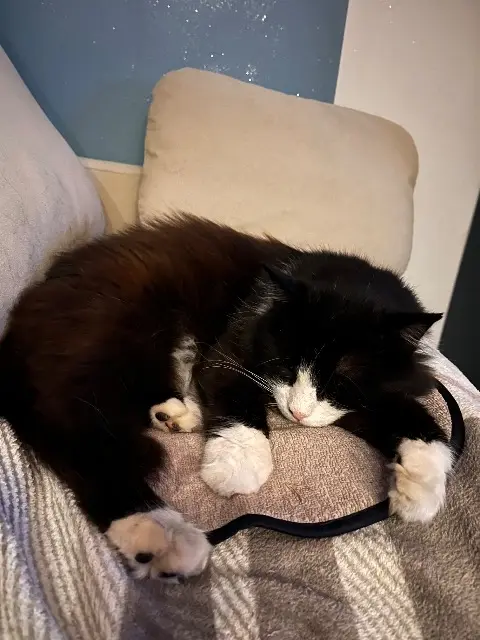 cat lost   38120 Saint-Égrève Bounty