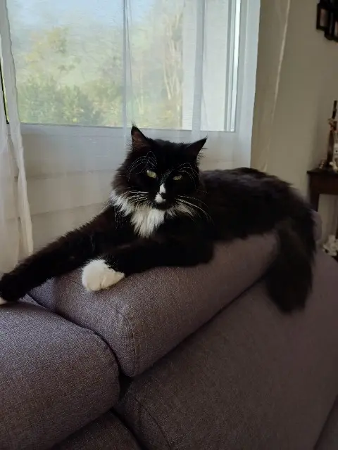 chat lost   38270 Beaurepaire BOUNTY