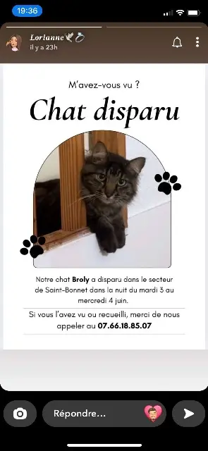 chat lost   38090 Villefontaine Broly