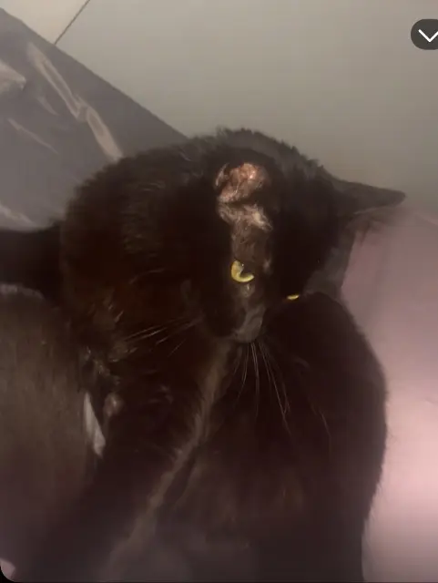 chat lost   38080 L'Isle-d'Abeau Bébéminou