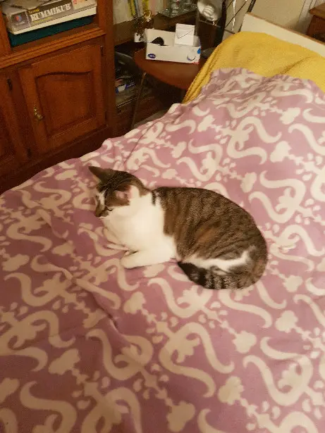 Chat Perdu 38 Isère - Calinou Chat Perdu 38 Isère - Calinou