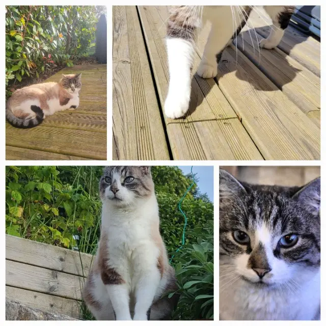 chat lost   38250 Villard-de-Lans Canaille