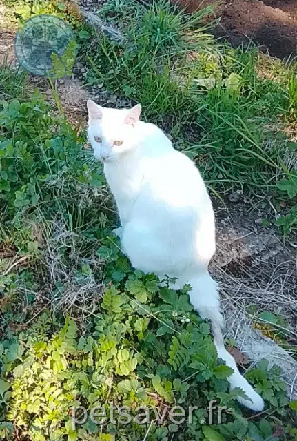 gatto lost   38500 Coublevie Cat