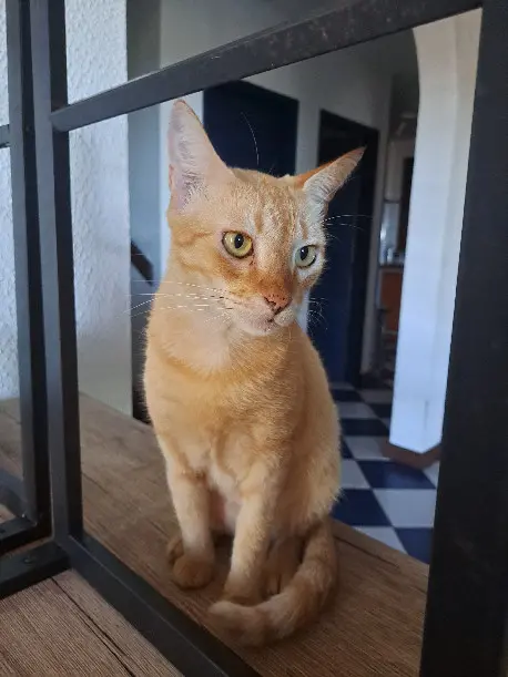 Chat Perdu 38 Isère - Caïpi Chat Perdu 38 Isère - Caïpi