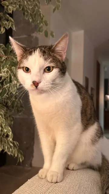 chat lost   38330 Saint-Ismier Charlie