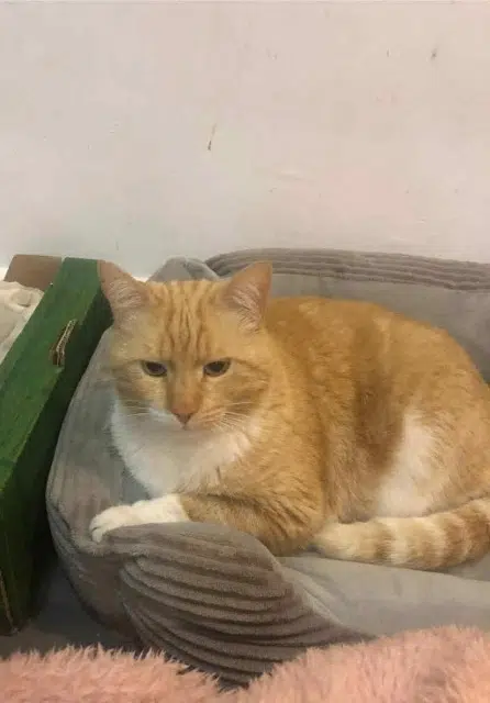 chat lost   38670 Chasse-sur-Rhône Charly