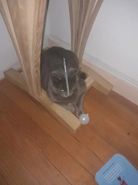 chat lost   38230 Charvieu-Chavagneux Maurice