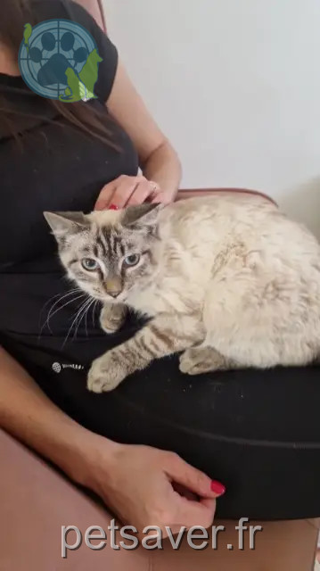 gato perdido 38230 Charvieu-Chavagneux Alaska gato lost 38230 Charvieu-Chavagneux Alaska