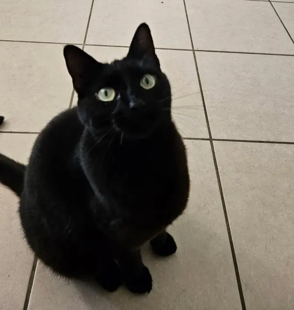 chat lost   38230 Charvieu-Chavagneux Pépélino
