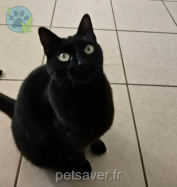 Kater vermisst 38230 Charvieu-Chavagneux Pépélino Kater lost 38230 Charvieu-Chavagneux Pépélino