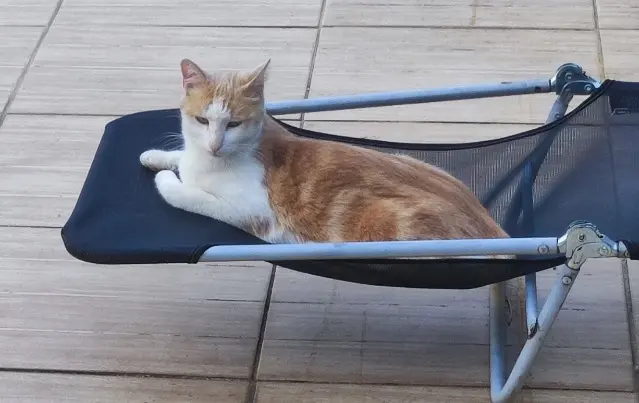 chat lost   38230 Charvieu-Chavagneux Simba