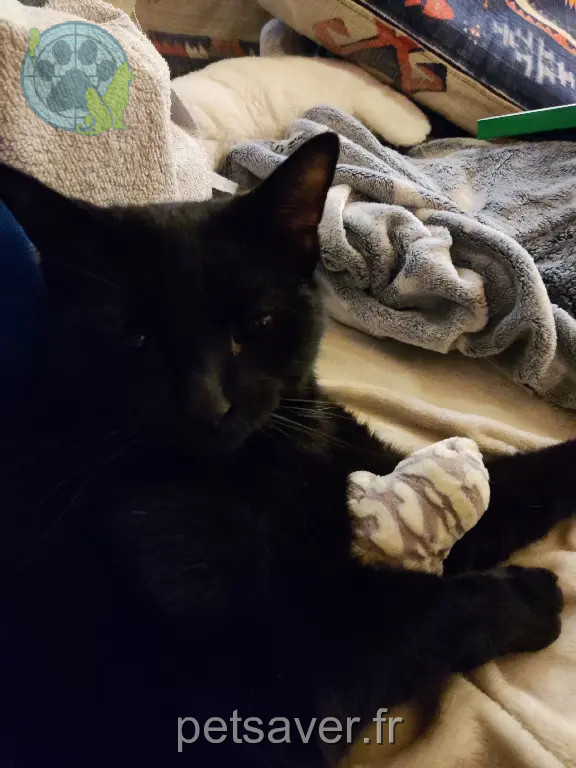 Chat Perdu 38 Isère - Chatounet-alias-chacha Chat Perdu 38 Isère - Chatounet-alias-chacha