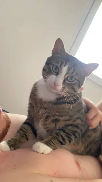 chat lost   38140 Charnècles Chaussette