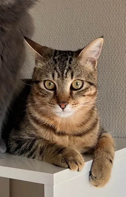 Kater vermisst 38300 Bourgoin-Jallieu Cookie Kater lost 38300 Bourgoin-Jallieu Cookie