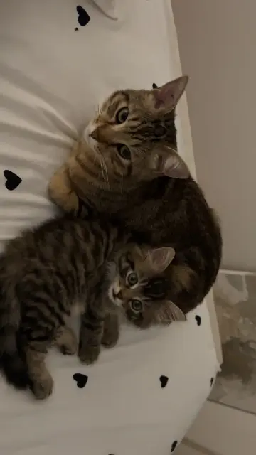 chat lost   38300 Bourgoin-Jallieu Cookie