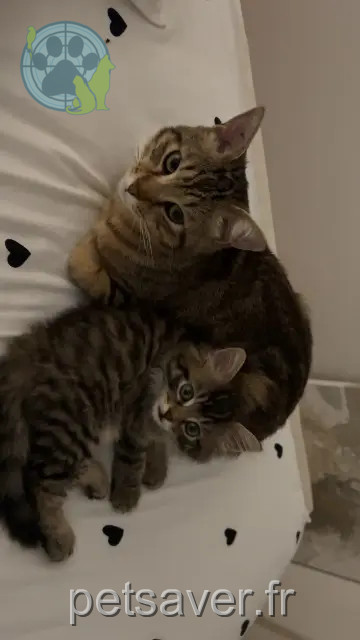 cat lost 38300 Bourgoin-Jallieu Cookie cat lost 38300 Bourgoin-Jallieu Cookie