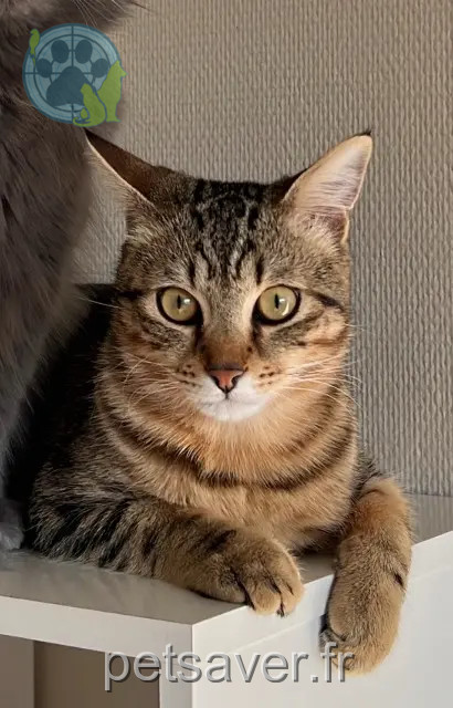 chat perdu 38300 Bourgoin-Jallieu Cookie chat lost 38300 Bourgoin-Jallieu Cookie