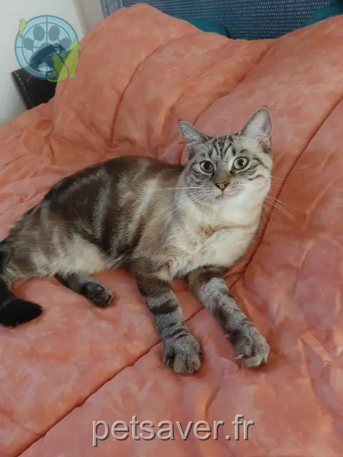 chat perdu 38200 Vienne Cookie chat lost 38200 Vienne Cookie