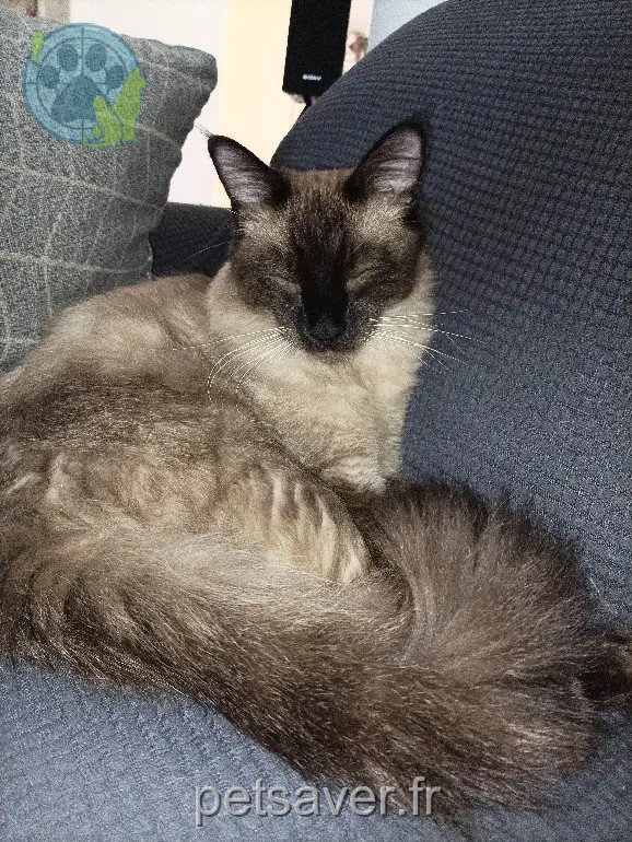 Chat Perdu 38 Isère - Cooky Chat Perdu 38 Isère - Cooky