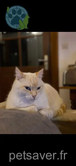 chat lost 38160 Saint-Vérand Creme