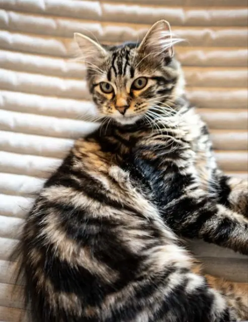 chat lost   38830 Crêts-en-Belledonne Loki